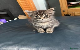 Mixed Breed cats for sale: 2 gorgeous playful kittens - Image 5