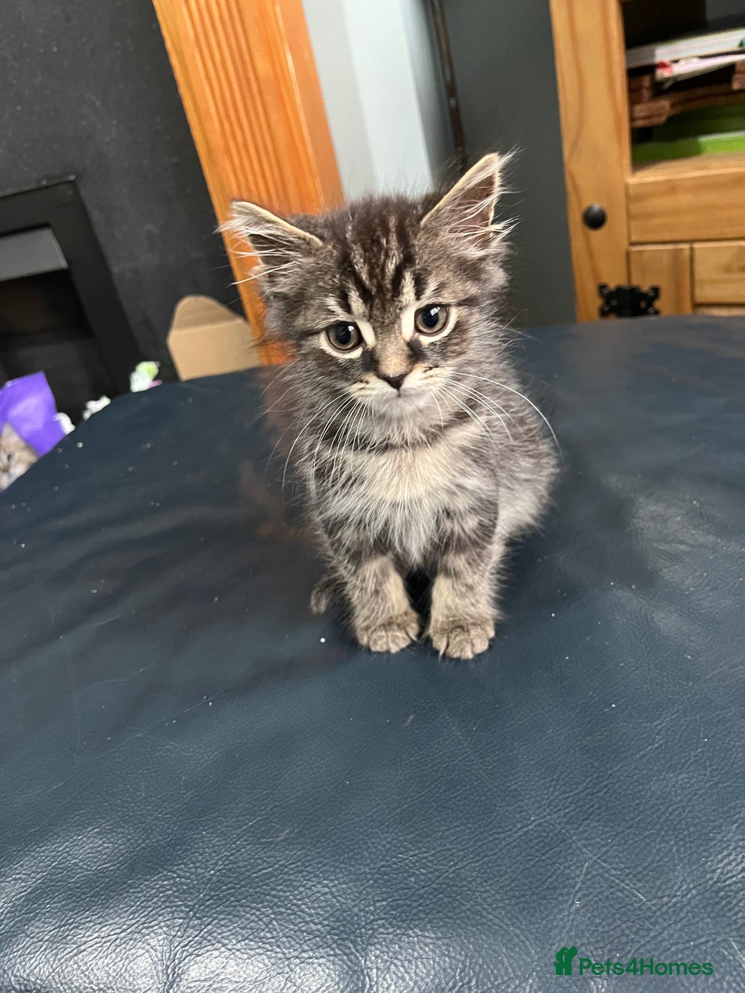 Mixed Breed cats for sale: 2 gorgeous playful kittens - Image 5
