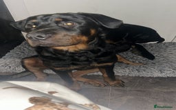 Rottweiler dogs for stud: BEAR 🐻 BEAUTIFUL ROTTWEILER FOR STUD  - Image 1