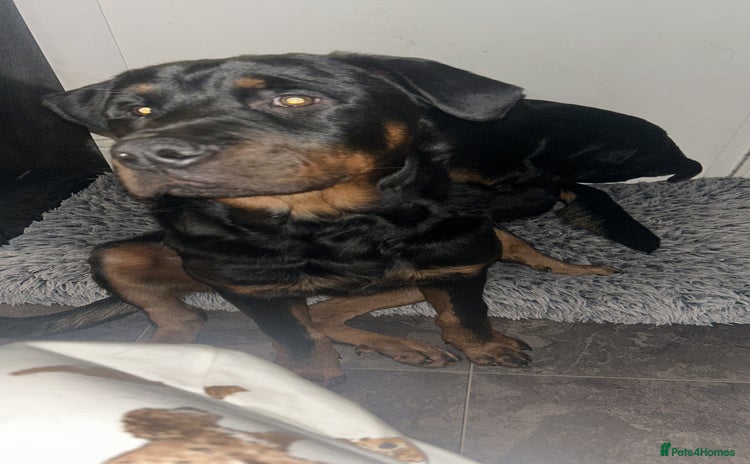 Rottweiler dogs - Advert 3