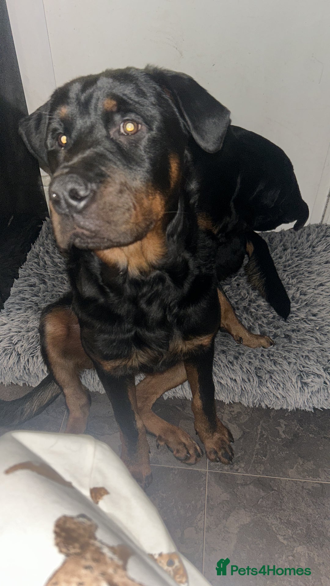 Rottweiler dogs for stud: BEAR 🐻 BEAUTIFUL ROTTWEILER FOR STUD  - Image 1