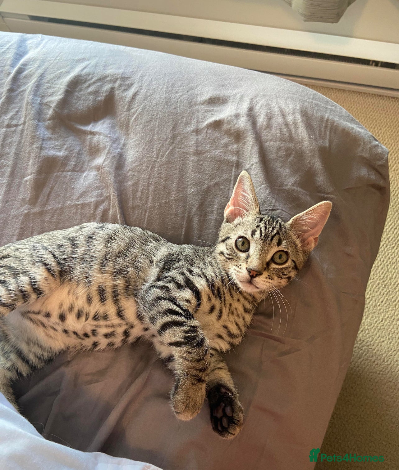 Bengal cats Half Bengal X Half Maine Coon for sale  - Advert 1
