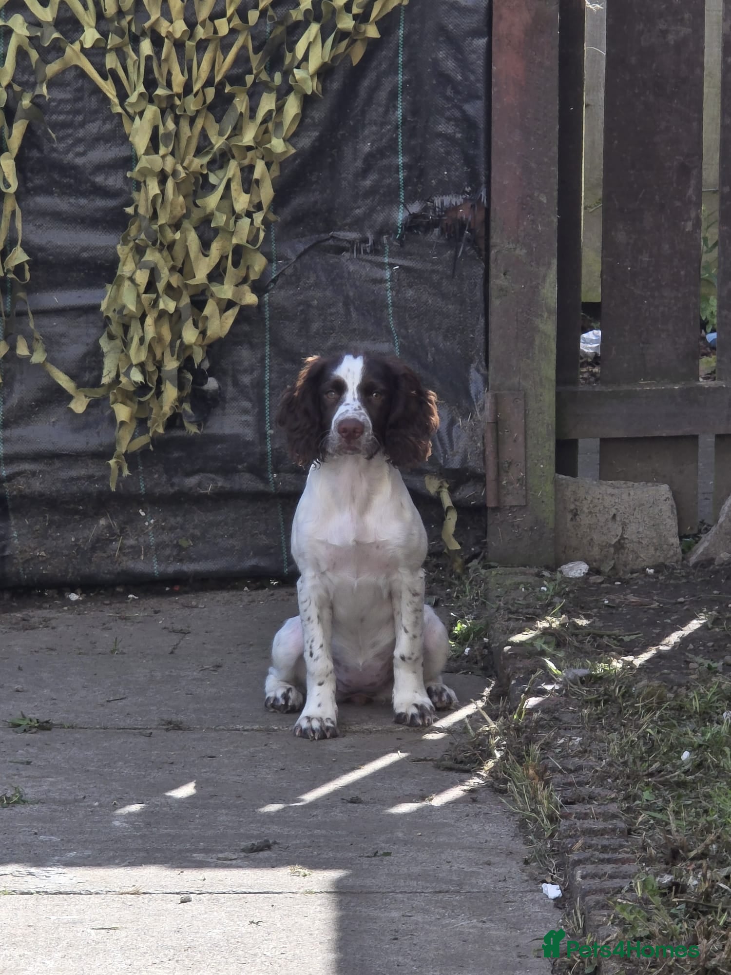Mixed Breed dogs Sprocker spaniel in Hartlepool - Advert 5