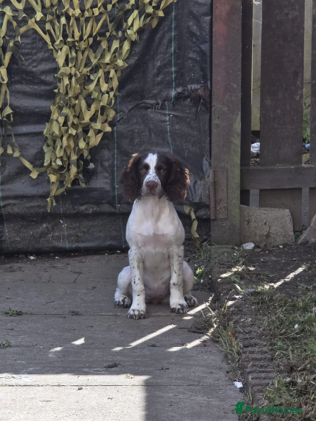 Mixed Breed dogs for sale: Sprocker spaniel in Hartlepool - Advert 1