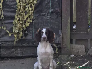 Mixed Breed dogs Sprocker spaniel in Hartlepool - Advert 5