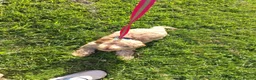 Cockapoo dogs for sale: Cockerpoo - Advert 1