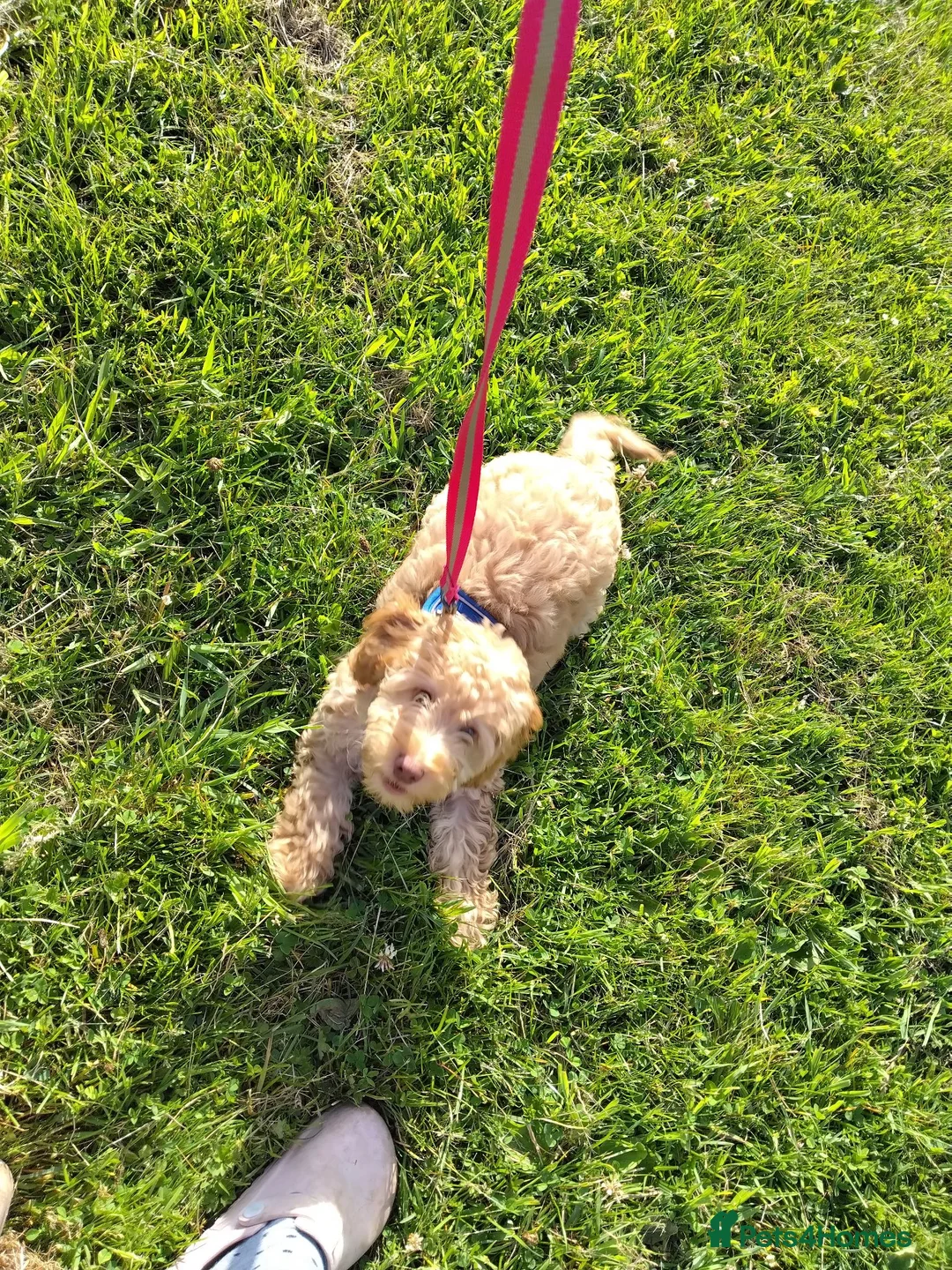 Cockapoo dogs for sale: Cockerpoo - Advert 1