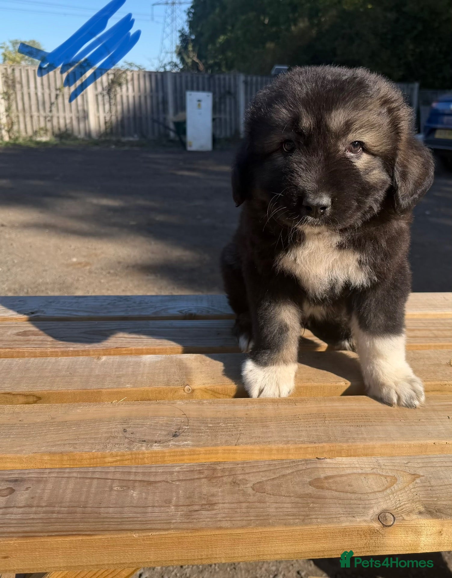 Caucasian Shepherd Dog dogs 1 stunning Caucasian shepherd boy puppy left - Advert 5