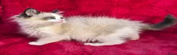 Ragdoll cats for sale: GCCF Registered Ragdoll Kittens  - Advert 4