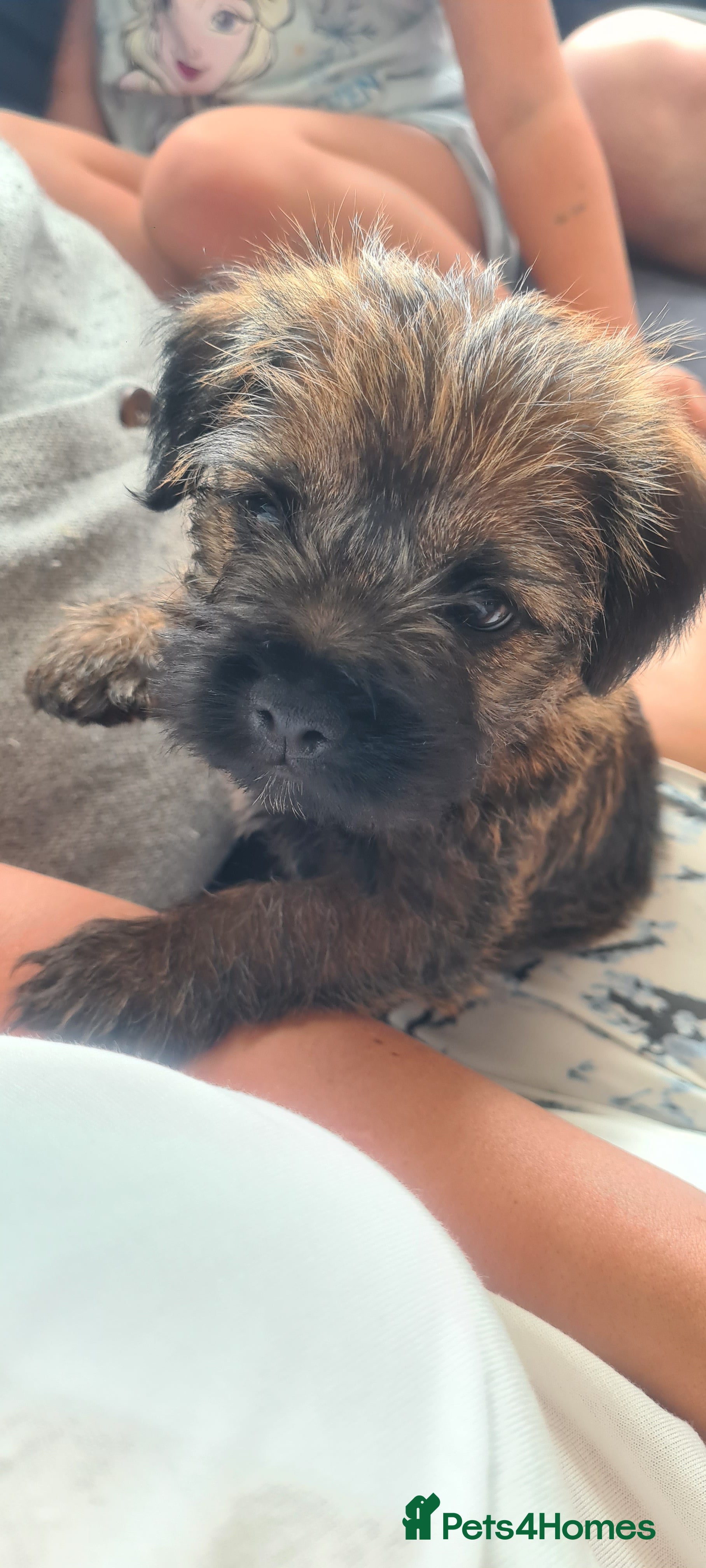 Border Terrier dogs for sale: Pedigree Border Terrier Puppies - Advert 3