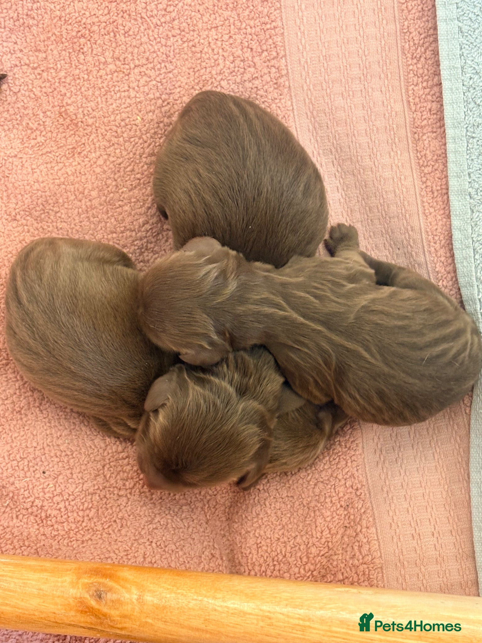 Mixed Breed dogs 3 Beautiful Chocolate and White Pups - Advert 1