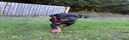Dobermann dogs for sale: KC registered Dobermann puppies  - Advert 17