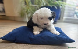 Sheepadoodle dogs for sale: Sheepadoodle Puppies -4 Female, 3 Male - Image 17