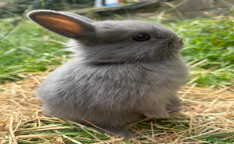 Netherland Dwarf rabbits - Advert 2