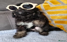 Cockapoo dogs for sale: Fully Vaccinated, Adorable small Cockapoo puppies - Image 28