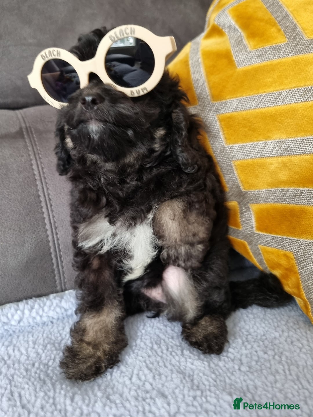 Cockapoo dogs for sale: Fully Vaccinated, Adorable small Cockapoo puppies - Image 28