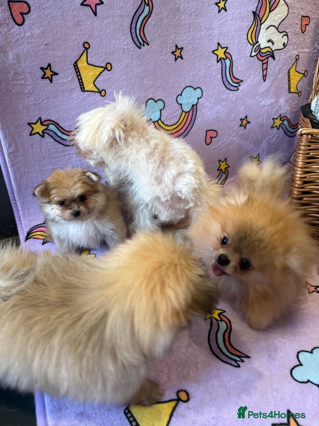Mixed Breed dogs for sale: Maltipom  - Advert 8
