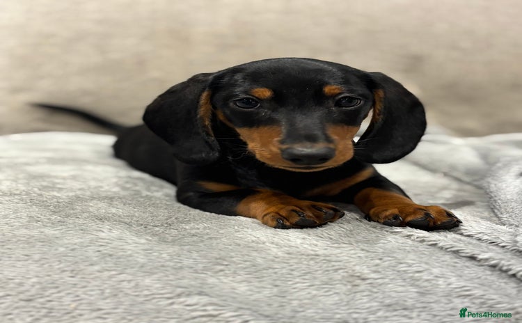 Miniature Dachshund dogs - Advert 1