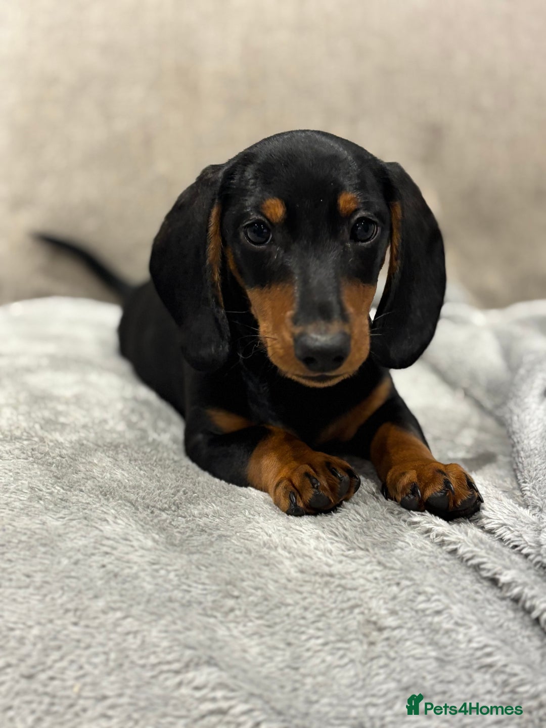 Miniature Dachshund dogs for sale: Ready soon! 🤎🖤 Mini male dachshund - Image 1