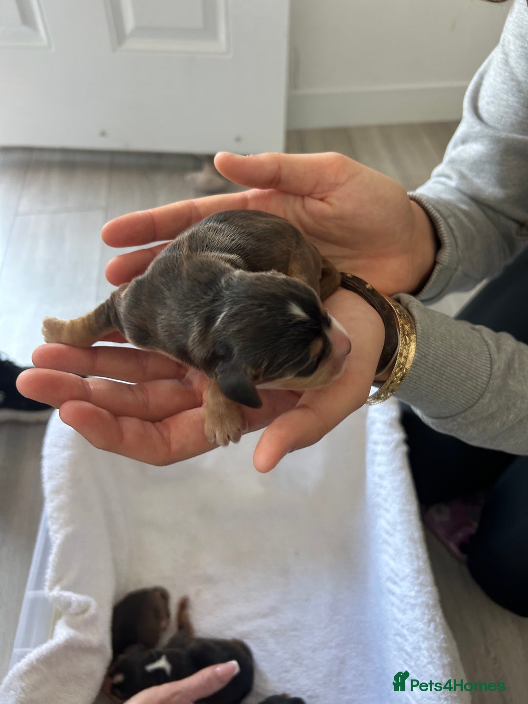 Cocker Spaniel dogs for sale: ✨show type cocker spaniel✨ - Image 7