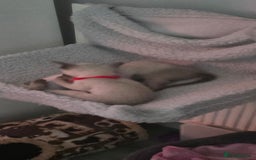 Siamese cats for sale: Your Heart Will Melt! Amazing Siamese Kittens! - Image 11
