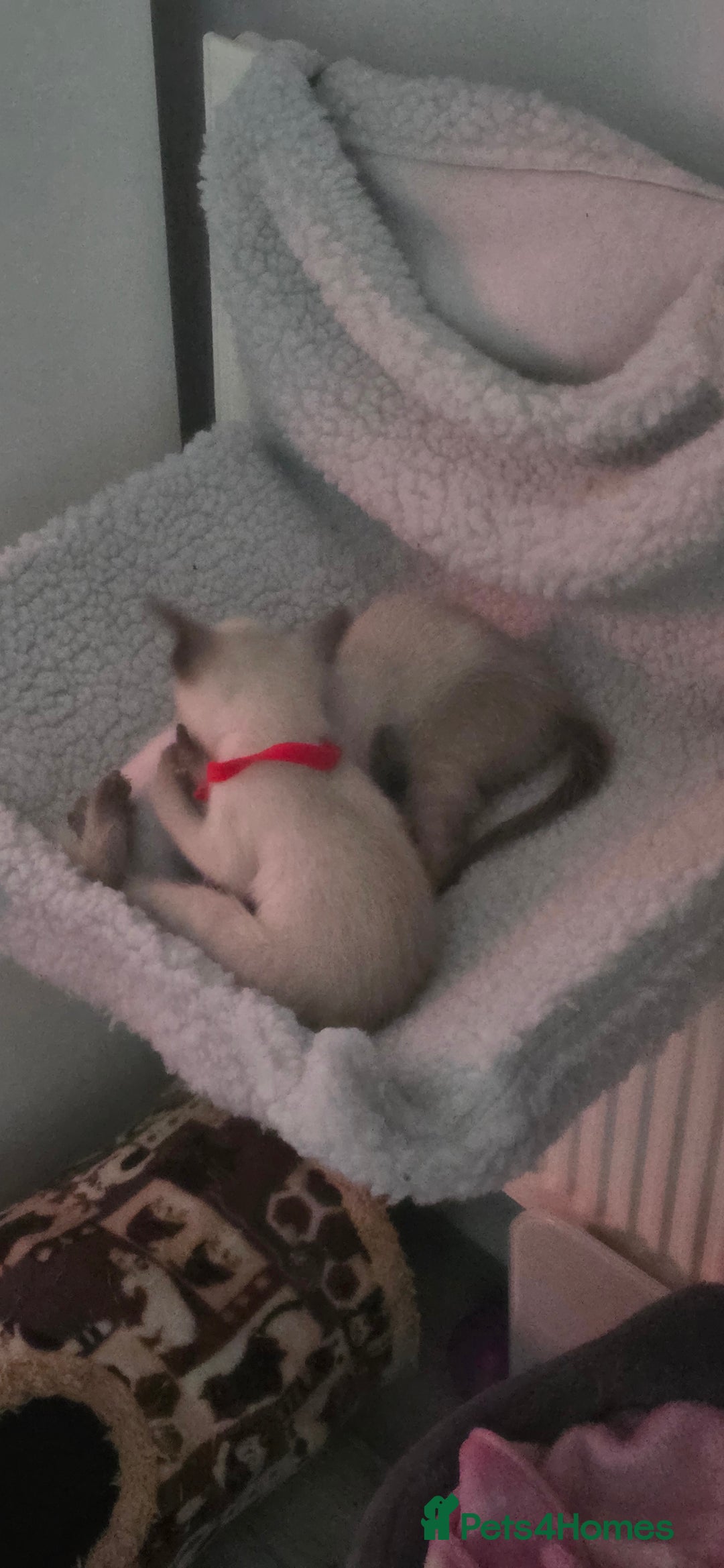 Siamese cats for sale: Your Heart Will Melt! Amazing Siamese Kittens! - Image 11