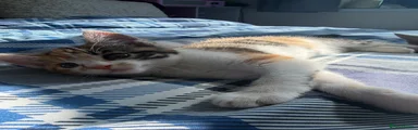 British Shorthair 3