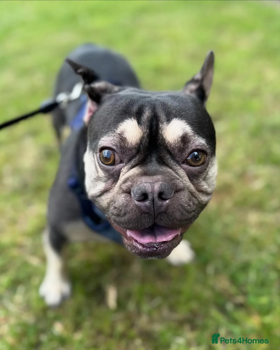 French Bulldog dogs for sale: Male french bulldog  - Advert 4