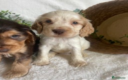 Cocker Spaniel dogs for sale: STUNNING SHOW COCKERS DNA TESTED  - Image 5