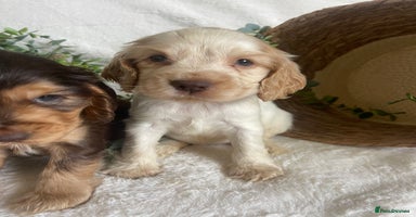 Cocker Spaniel dogs - Advert 15