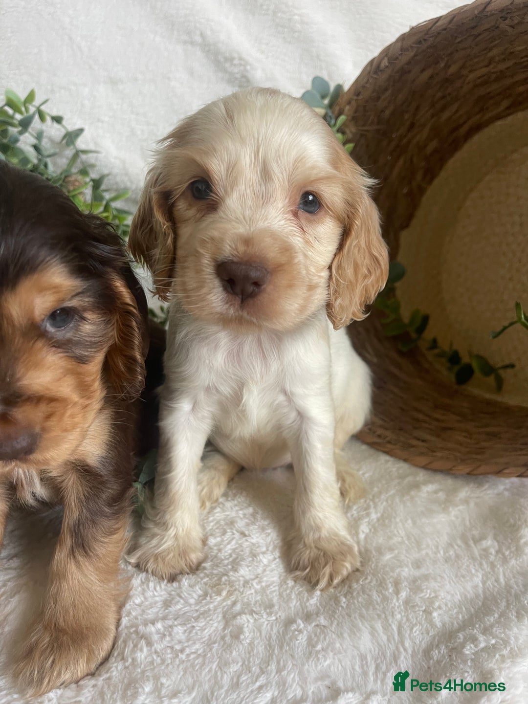 Cocker Spaniel dogs for sale: STUNNING SHOW COCKERS DNA TESTED  - Image 5