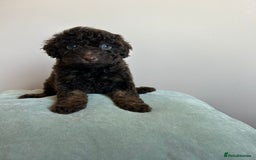 Cavapoo dogs for sale: 1 girl left 💕 f1b cavapoos ready now 🏡 - Image 22