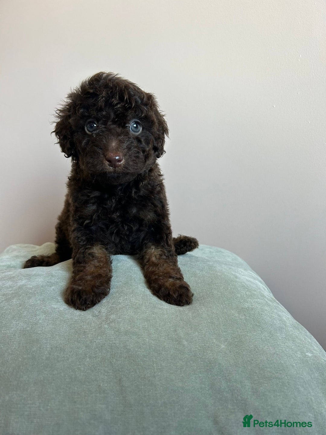 Cavapoo dogs for sale: 1 girl left 💕 f1b cavapoos ready now 🏡 - Image 22