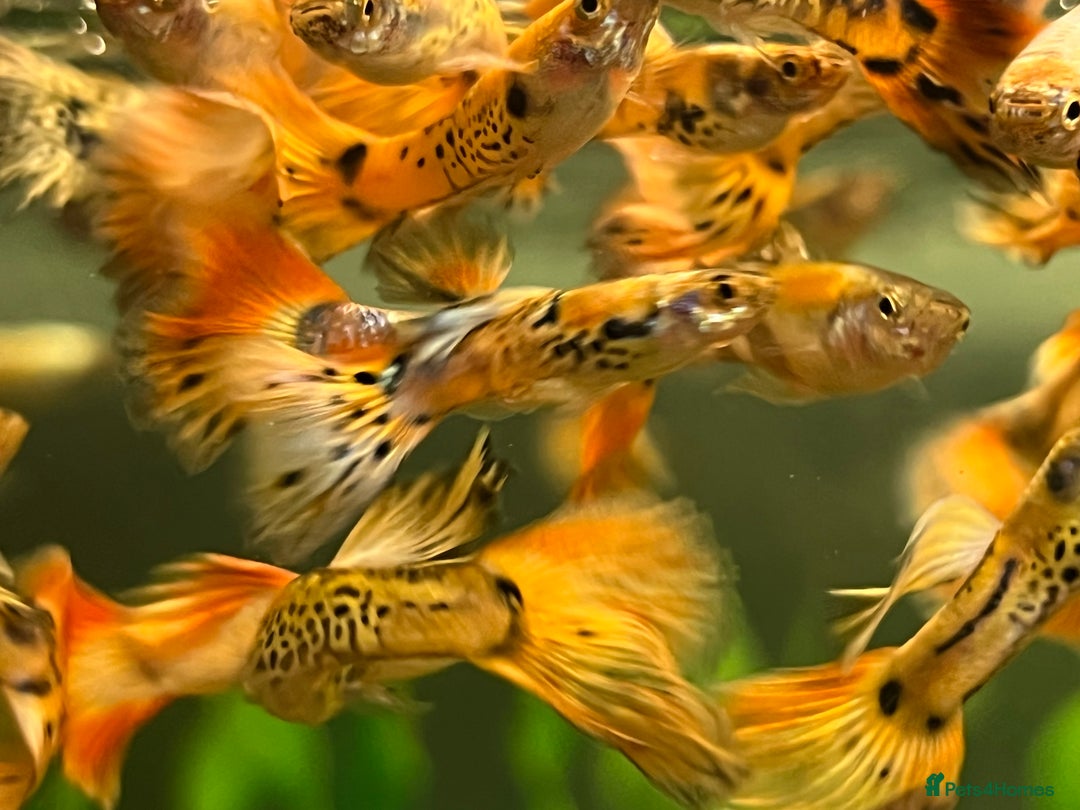 Live Bearers fish for sale: Guppies  - Image 7