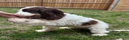 Cocker Spaniel dogs for sale: Show Type Cocker Spaniel in Bridgwater - Advert 5