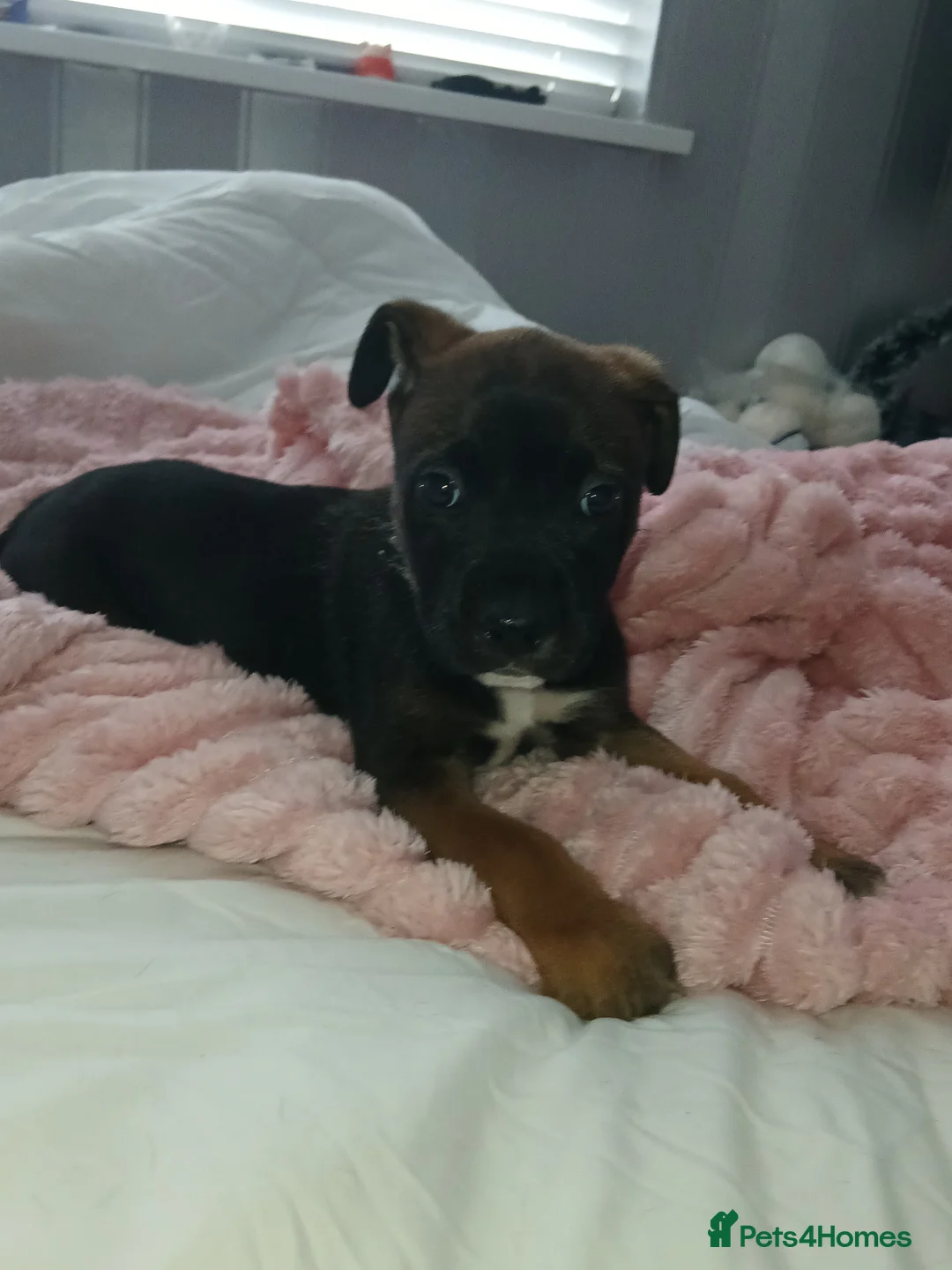Mixed Breed dogs for sale: K1 bullherder  in Sunderland - Advert 8
