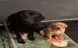 Labrador Retriever dogs for sale: Kc reg health tested home bred labrador puppy - Image 6