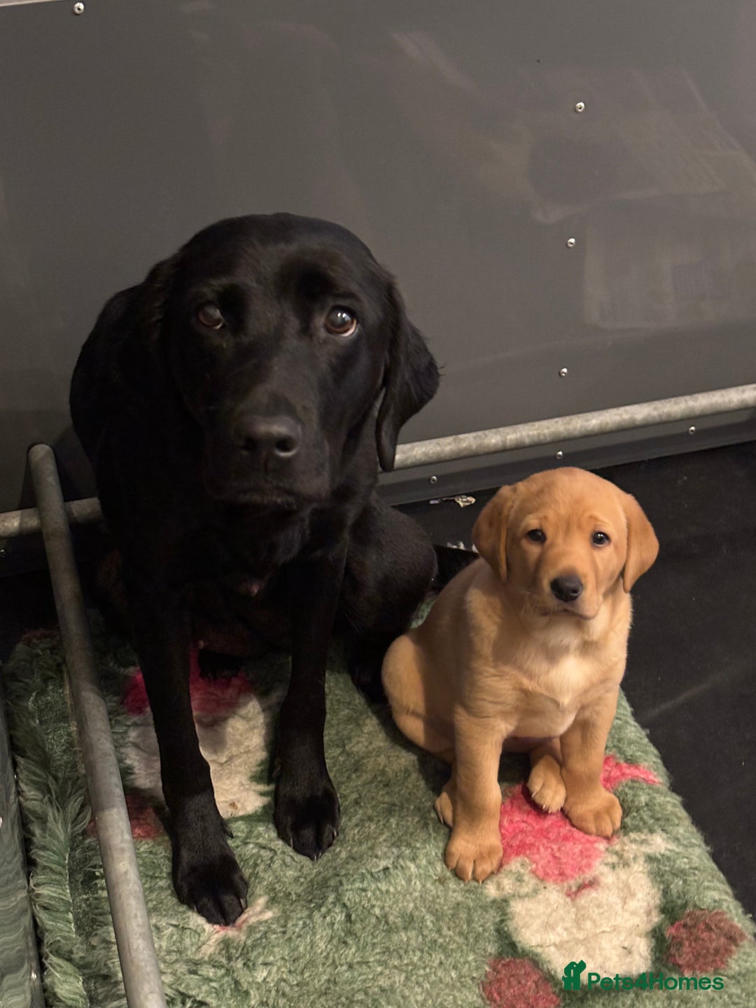 Labrador Retriever dogs for sale: Kc reg health tested home bred labrador puppy - Image 6