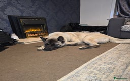 Akita dogs for stud: American akita proven stud  - Image 14