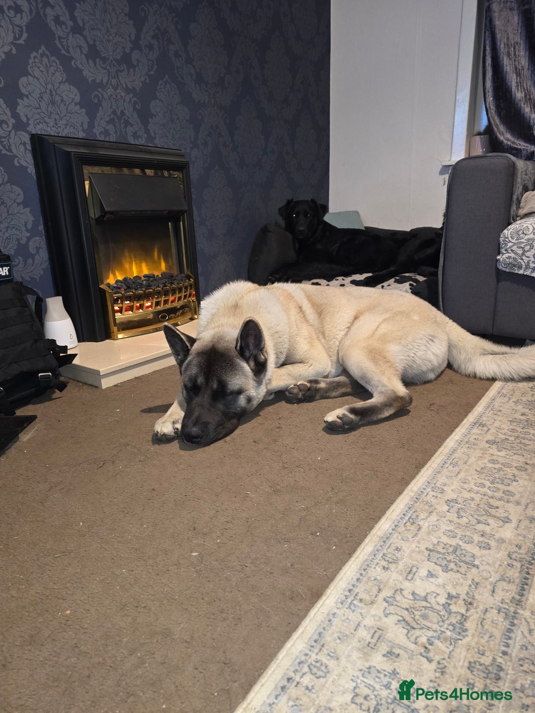 Akita dogs for stud: American akita proven stud  - Image 14