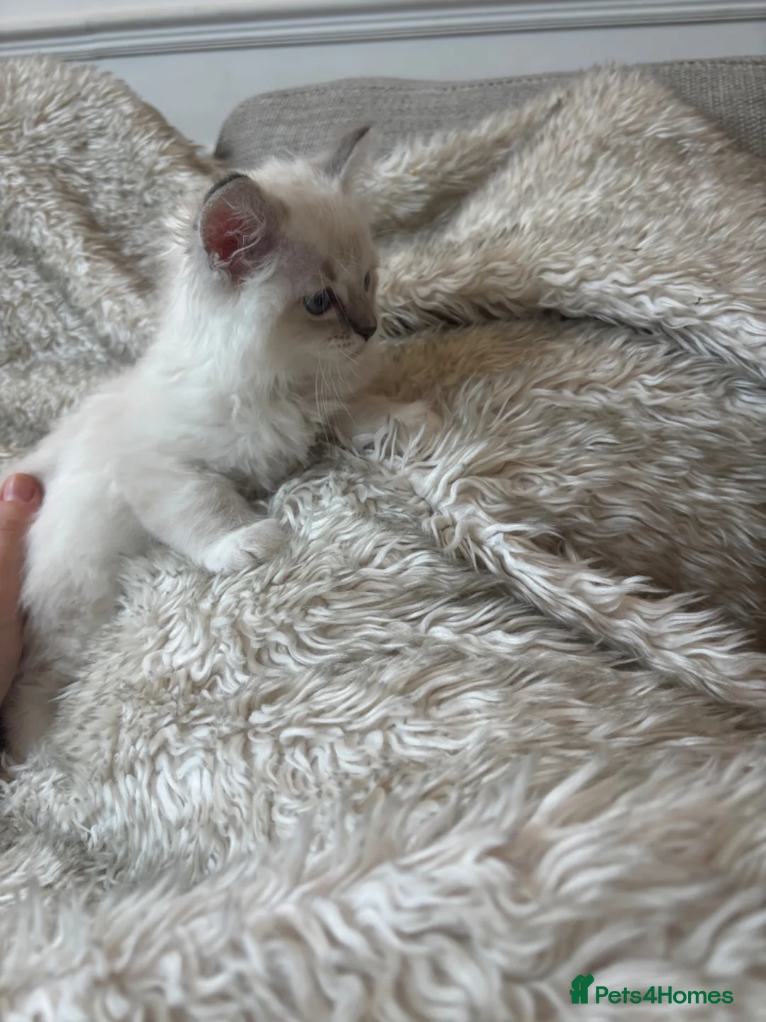 Ragdoll cats for sale: Ragdoll Kittens - Advert 12