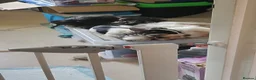 Jack Russell dogs for sale: Beautiful Female Pure Breed Jack Russell Terrier - Advert 8