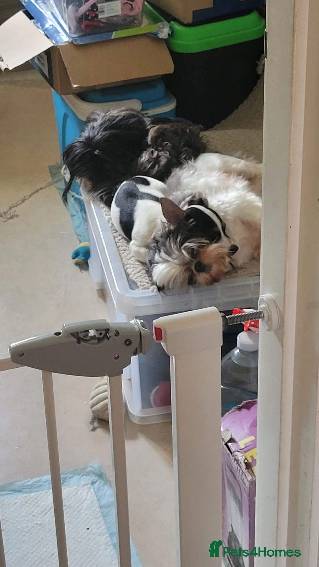 Jack Russell dogs for sale: Beautiful Female Pure Breed Jack Russell Terrier - Advert 8