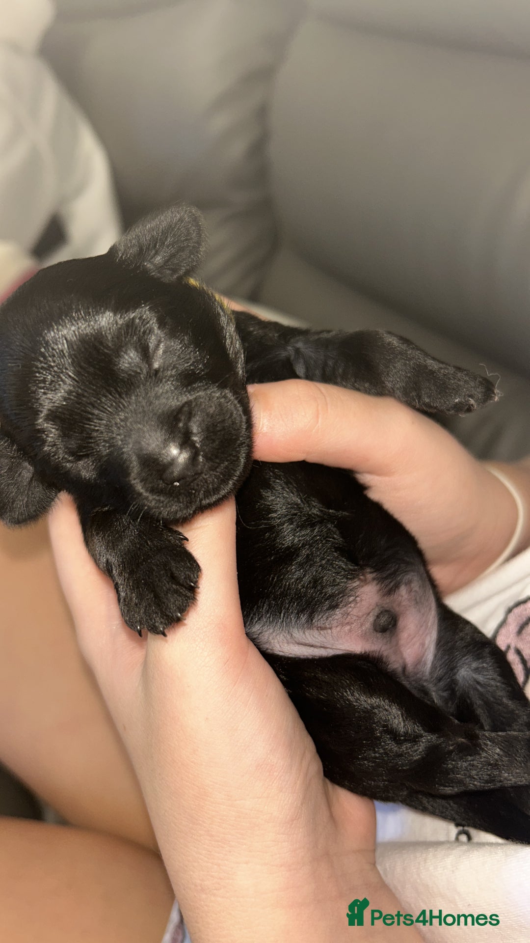 Mixed Breed dogs for sale: 3 beautiful boy yorkipoos   - Image 8