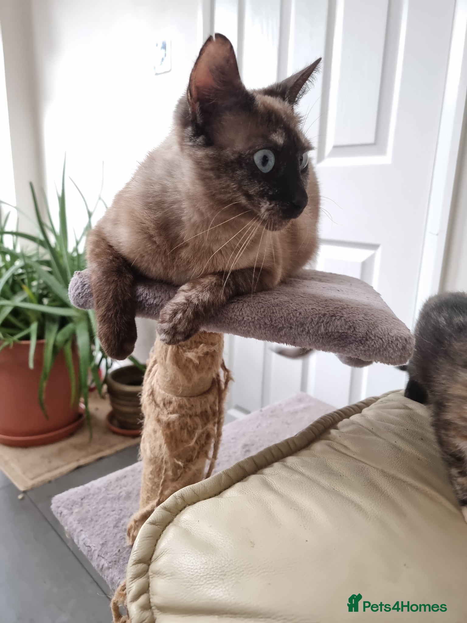 Mixed Breed cats Rare Ginger female kitten - Advert 1