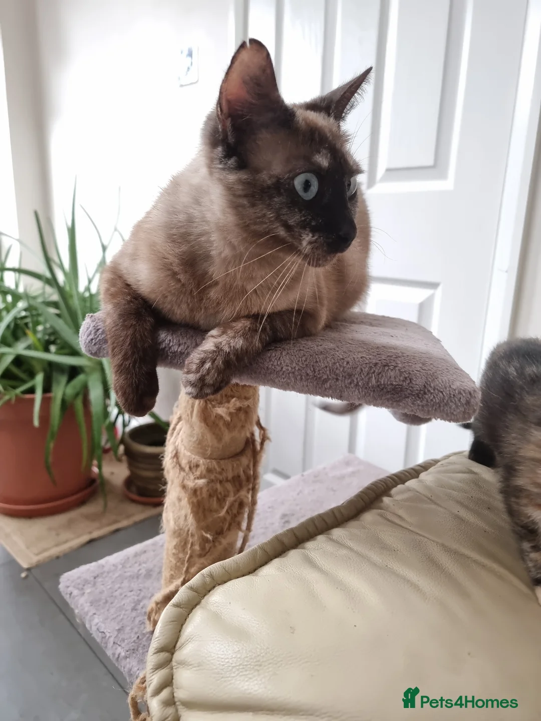 Mixed Breed cats for sale: Rare Ginger female kitten - Advert 1