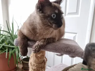 Mixed Breed cats Rare Ginger female kitten - Advert 1