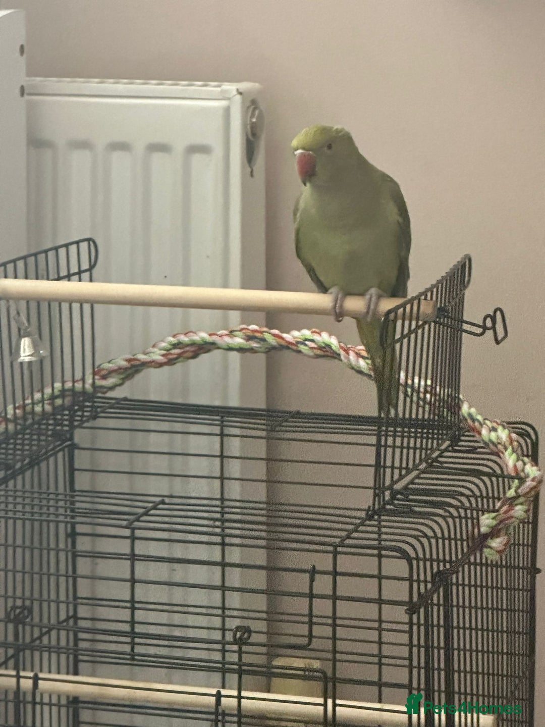 Parrots birds for sale: Mrs,. - Advert 1