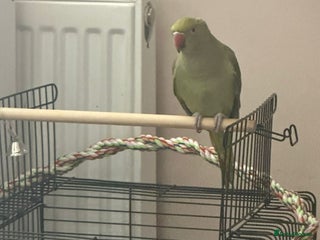 Parrots birds Mrs,. - Advert 1