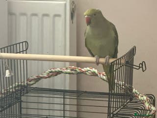 Parrots birds pirate - Advert 13